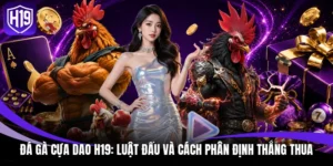 Đá gà cựa dao