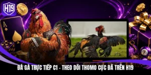 Đá gà trực tiếp C1