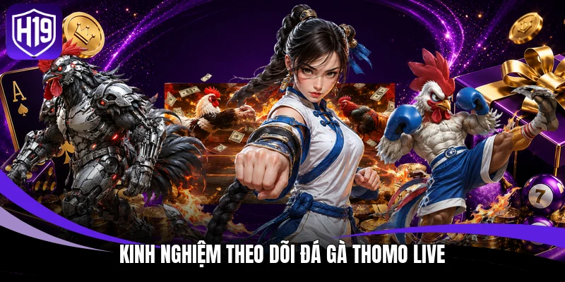 Đá Gà Trực Tiếp Thomo – Xem Trường Gà C1 Đến C5 Trên H19 3 Kinh nghiệm theo dõi đá gà Thomo live