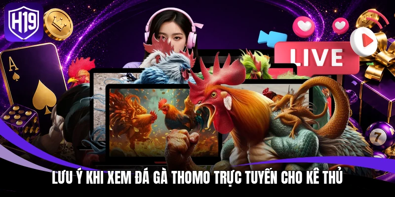 Đá Gà Trực Tiếp Thomo – Xem Trường Gà C1 Đến C5 Trên H19 4 Lưu ý khi xem đá gà Thomo trực tuyến cho kê thủ